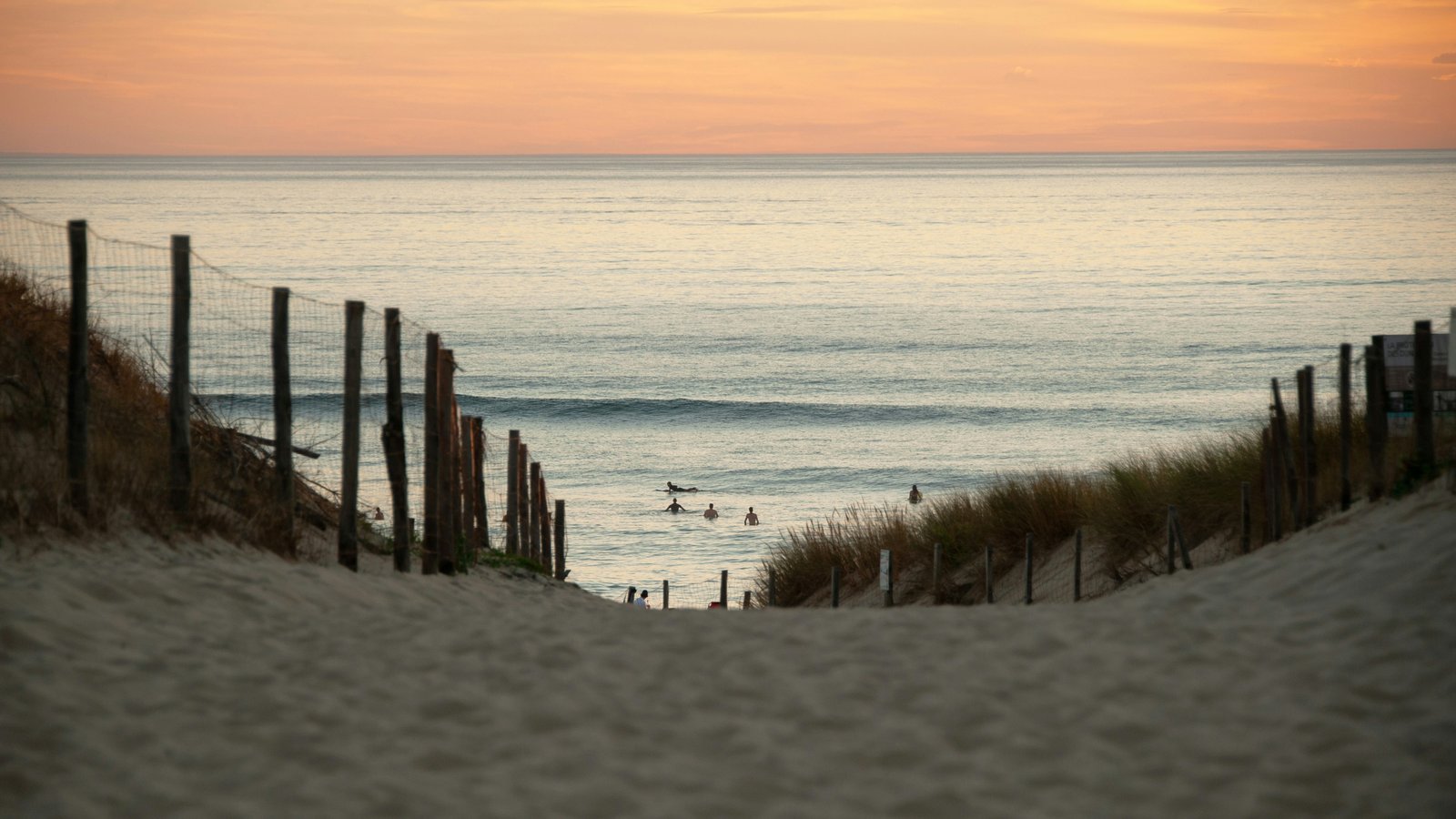 Accès à la plage entre les ganivelles d'une dune de Seignosse, dans les Landes, face à l'océan au coucher du soleil