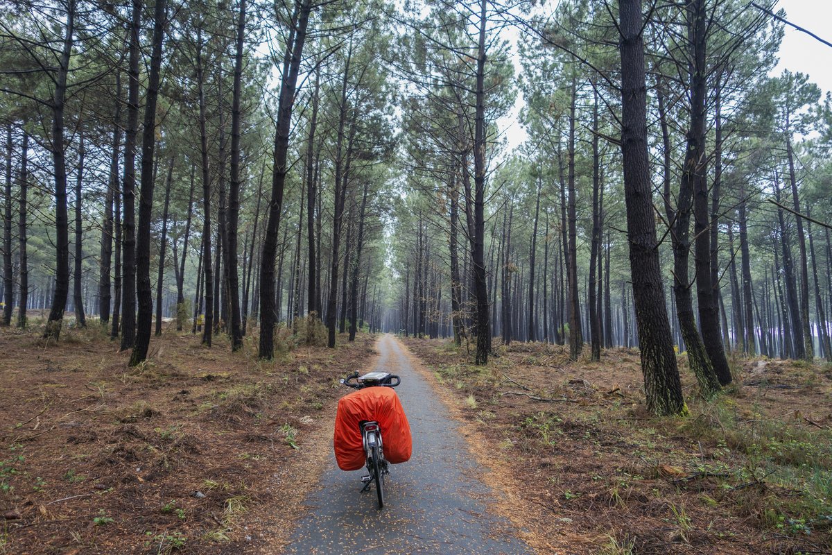 Cycliste sur une piste cyclable traversant la forêt de pins maritimes des Landes